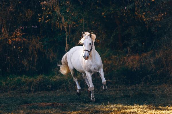 ¿Cuánto tiempo vive un caballo?  - ¿Cuántos años vive un caballo?