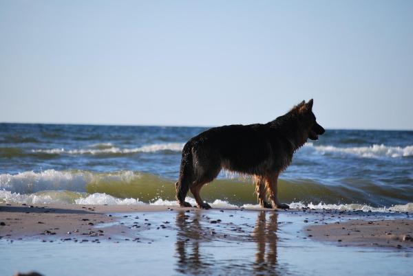 ¿El agua de mar es buena para la piel de un perro?  - Beneficios del agua de mar para la piel de los perros