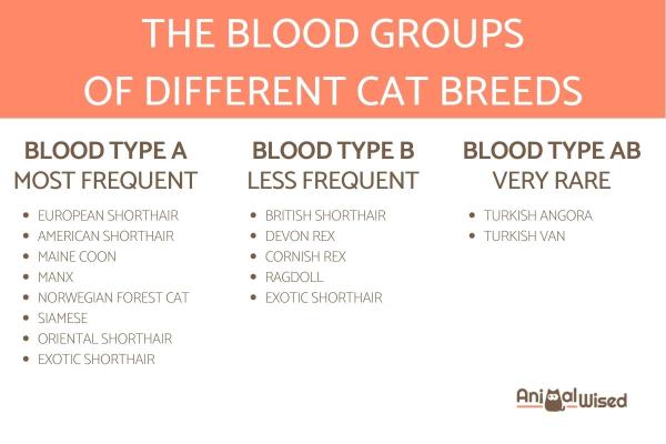 ¿Los gatos tienen tipos de sangre?  - ¿Cuántos grupos sanguíneos hay en los gatos?