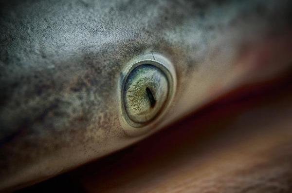¿Los tiburones son ciegos o daltónicos?  - ¿Cómo son los ojos de los tiburones?