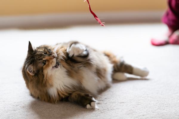 ¿Por qué a los gatos les gusta jugar con cuerdas? - Ejercita su instinto de caza.