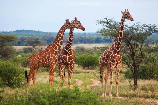 ¿Por qué las jirafas están en peligro de extinción?  - Características de la jirafa 