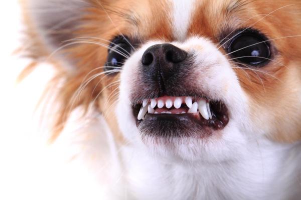 ¿Por qué los chihuahuas son tan agresivos?  - Razones por las que los chihuahuas son agresivos