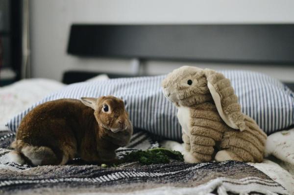 ¿Por qué los conejos se golpean las patas? - Cómo se comunican los conejos