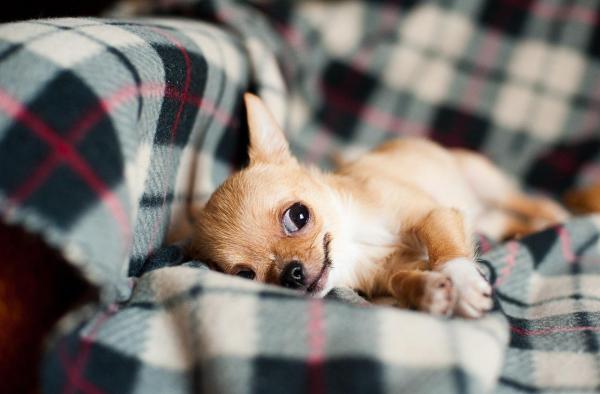 ¿Por qué mi chihuahua tiembla tanto? - ¿Qué pasa si mi cachorro chihuahua sigue temblando después de 2 meses?