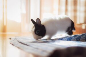 ¿por Qué Mi Conejo Corre en Círculos? Posibles Causas Y