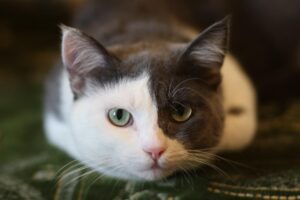 ¿por Qué Mi Gato Es Tan Pegajoso?