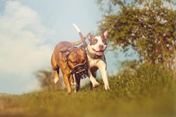 ¿Por qué mi pitbull se vuelve agresivo?  - Medidas legales para la tenencia responsable de perros Potencialmente Peligrosos
