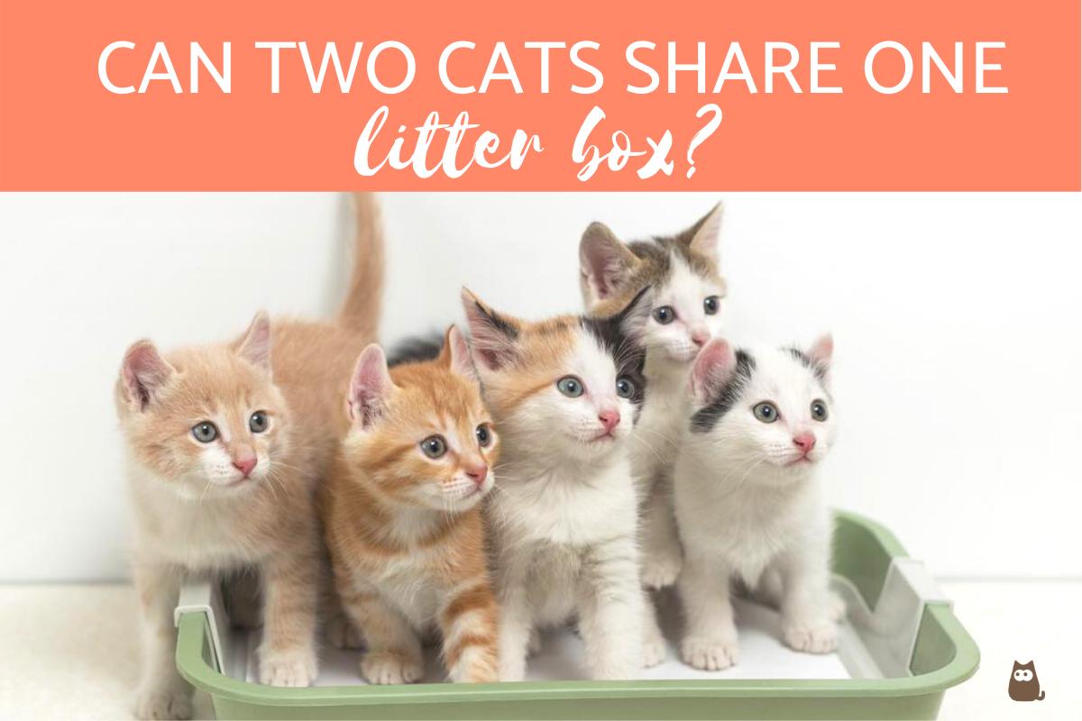 ¿pueden Dos Gatos Compartir Una Caja De Arena?