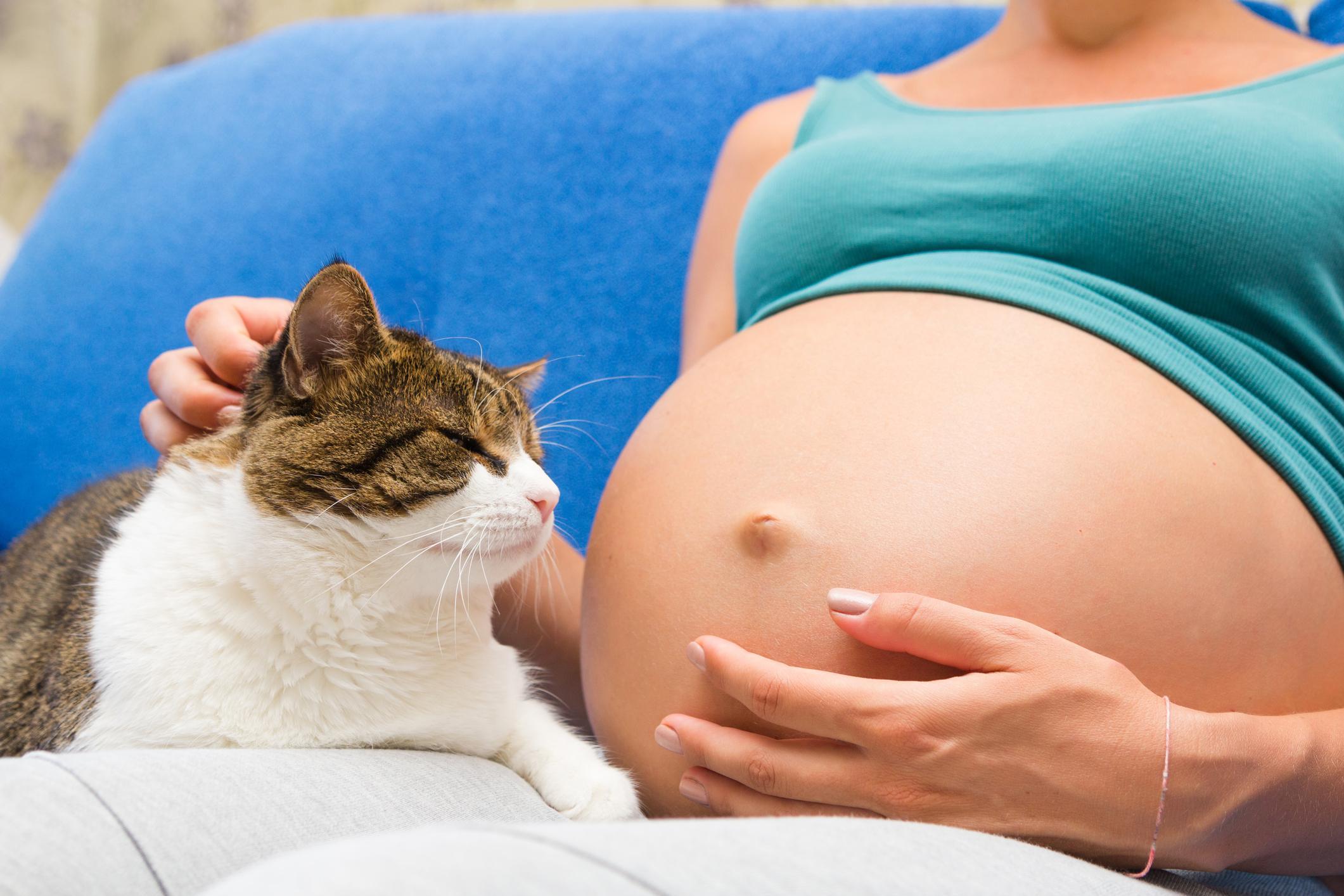¿pueden Las Mujeres Embarazadas Estar Cerca De Gatos?