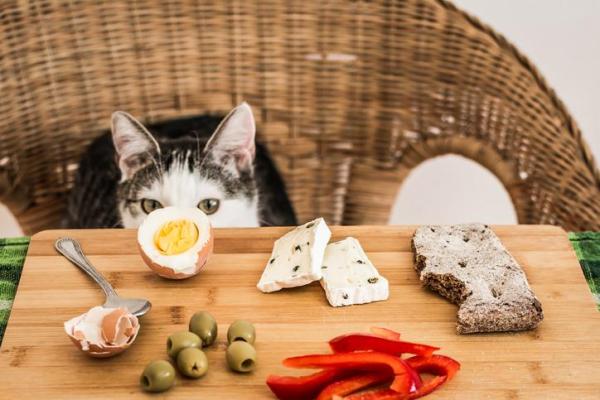 ¿Pueden los gatos comer queso?  - ¿Los gatos comen queso?