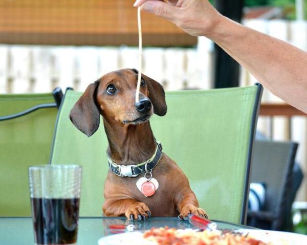 ¿Pueden los perros comer pasta o fideos?  - ¿La pasta y los fideos son seguros para los perros?
