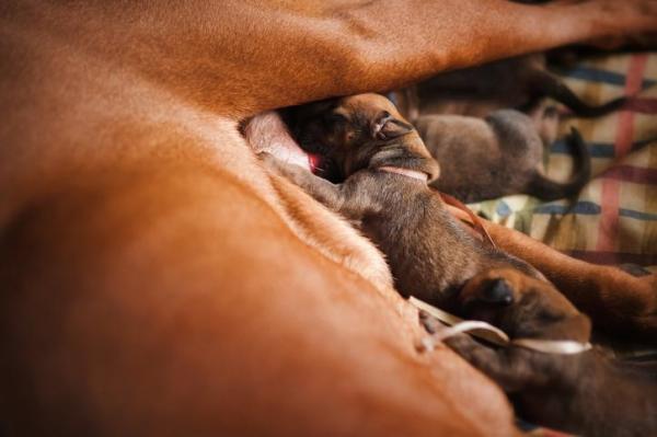 ¿Puedes tocar a los cachorros recién nacidos?  - ¿Es malo tocar a los cachorros recién nacidos?