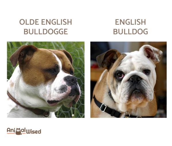 ¿Qué es un Bulldogge inglés antiguo? - ¿Cuál es la diferencia entre el Bulldog Inglés y el Bulldog Inglés Antiguo?