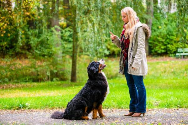 ¿Qué necesitas para ser un adiestrador de perros profesional?  - ¿Cómo es un adiestrador de perros profesional?