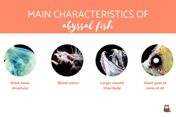 ¿Qué son los peces abisales? - Características de los peces abisales.