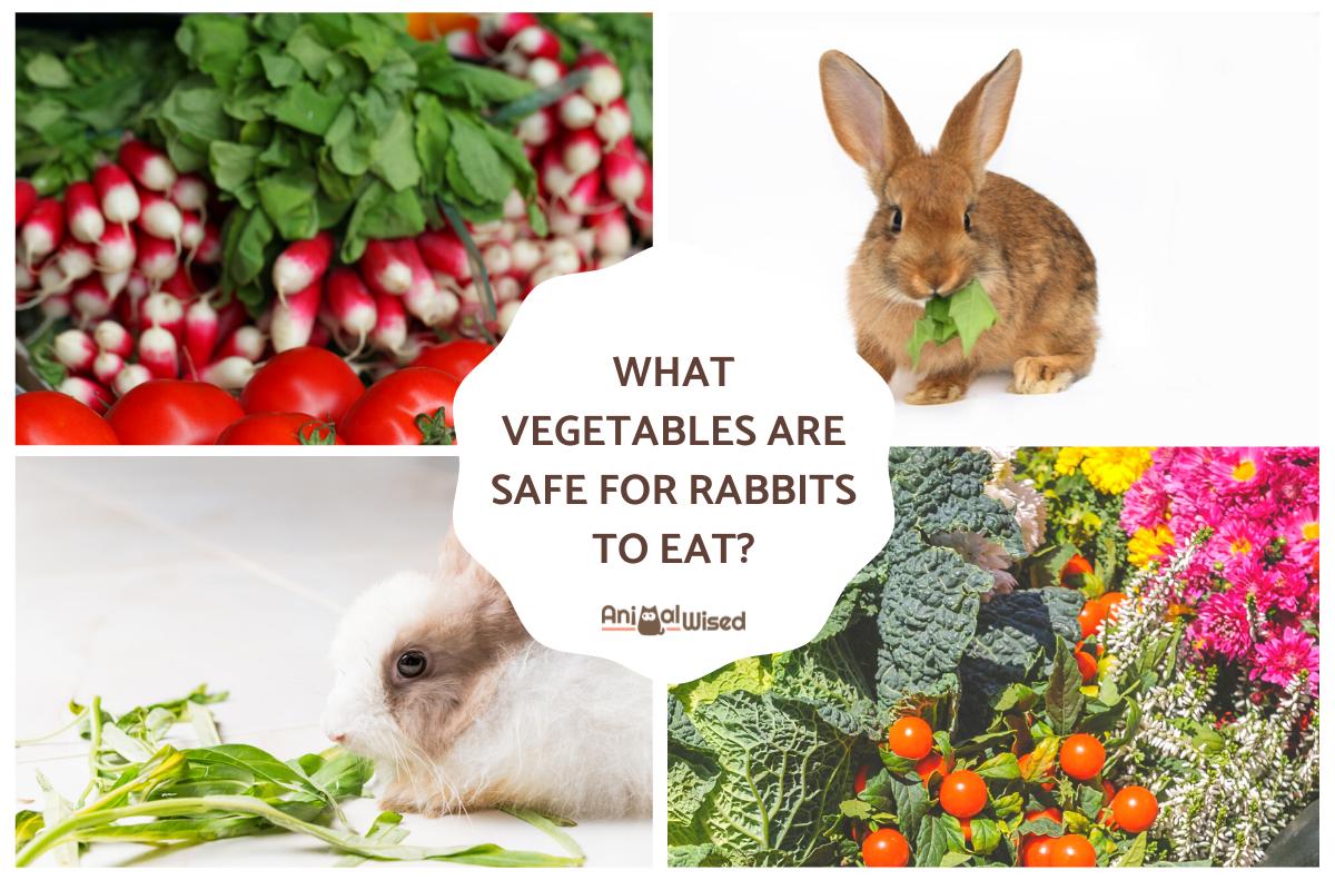 ¿qué Verduras Son Seguras Para Los Conejos?