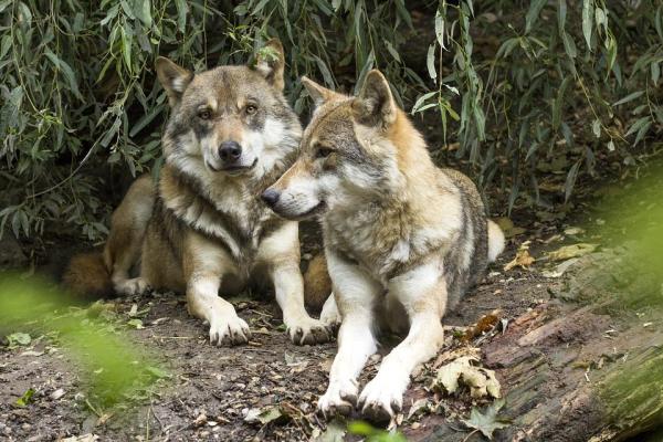 ¿Se puede criar una madre perra con su hijo?  - ¿Cómo se reproducen los lobos?