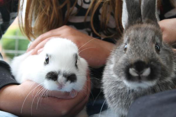 ¿Se puede enseñar a los conejos a ir al baño?  - Cómo ganarte la confianza de tu conejo