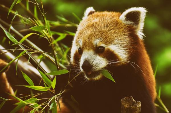 ¿Se puede tener un panda rojo como mascota?  - ¿Cuál es el hábitat del panda rojo?