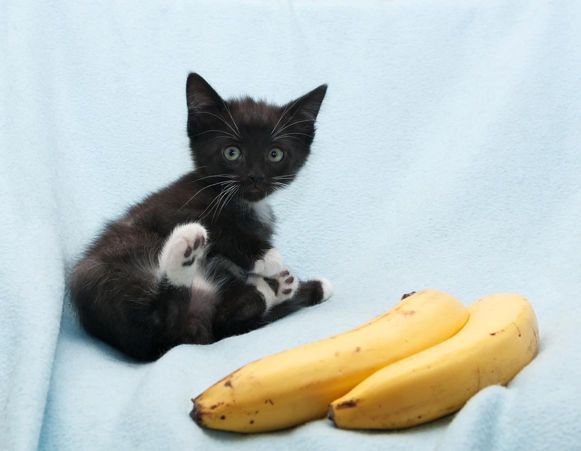 ¿son Los Plátanos Seguros Para Los Gatos?