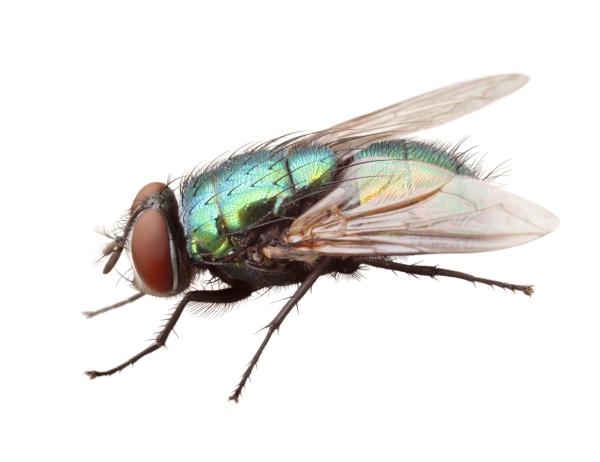 ¿Son peligrosas las moscas azules?  - Sobre la mosca azul de la botella
