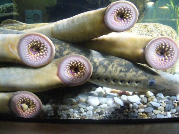¿Todos los peces tienen escamas?  - Tipos de peces sin escamas - Lamprea de mar