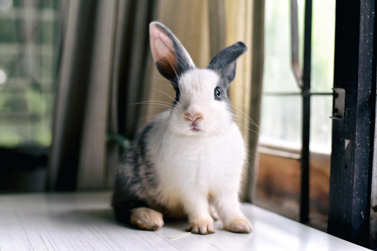 ¿tu Conejo Tiene Memoria?