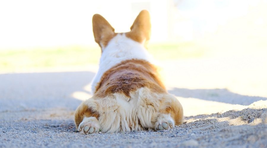 ¡Las Colillas De Corgi Nos Vuelven Locos! 26 Adorables Extremos Traseros Esponjosos ¡las Colillas De Corgi Nos Vuelven Locos! 26 Adorables Extremos