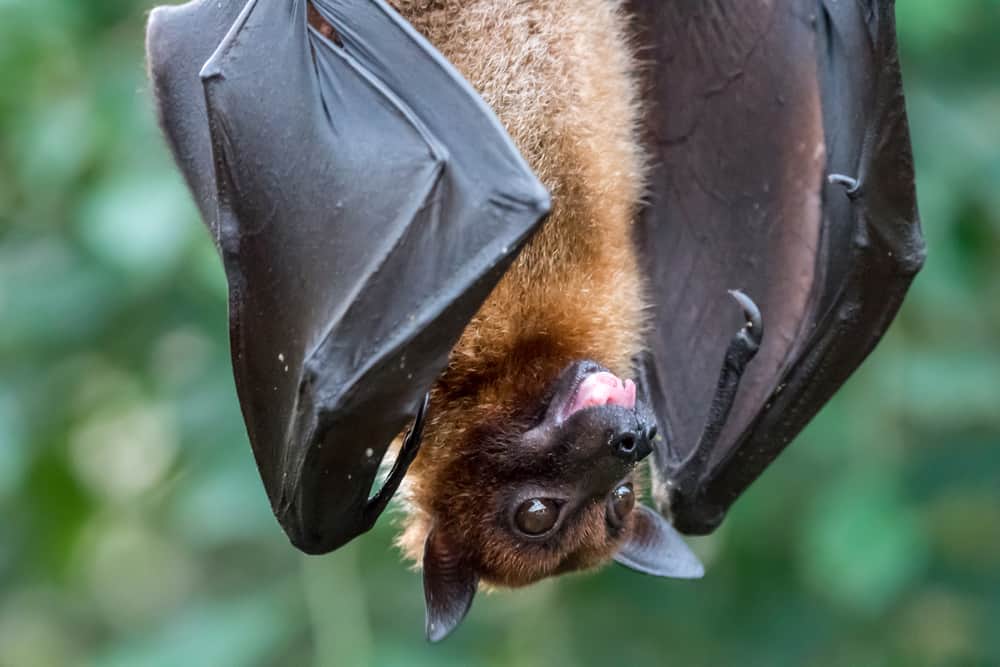 Cómo atrapar un murciélago