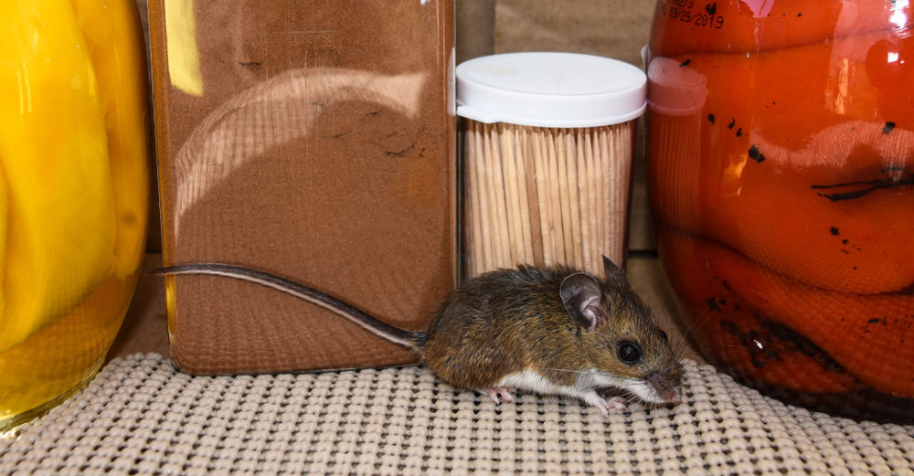 ¿Cómo Atrapar Un Ratón? (Formas Rápidas Y Fáciles) ¿cómo Atrapar Un Ratón? (formas Rápidas Y Fáciles)
