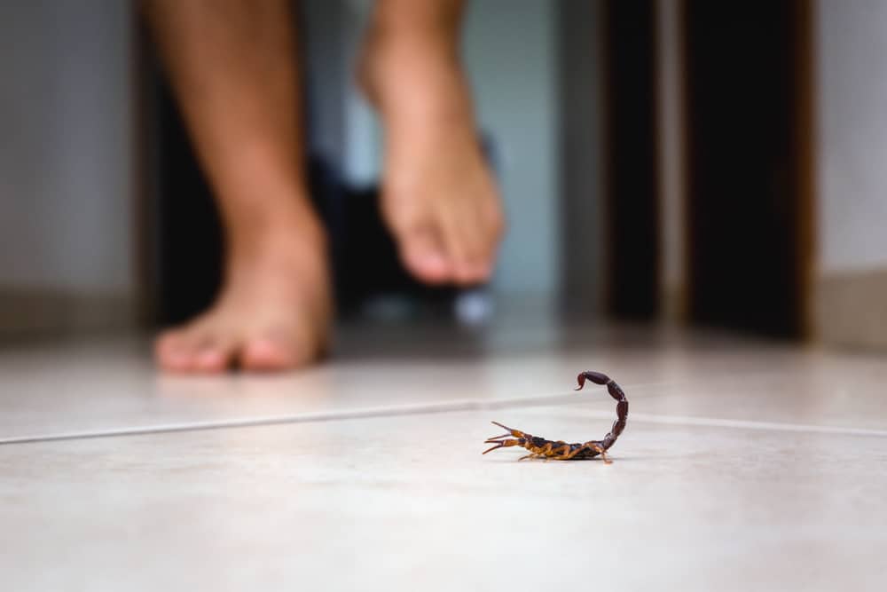 ¿Cómo Deshacerse De Un Escorpión? (Formas Efectivas Y Prevenciones) ¿cómo Deshacerse De Un Escorpión? (formas Efectivas Y Prevenciones)