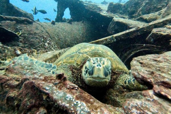 ¿Cómo duermen las tortugas y los galápagos? - ¿Cómo duermen las tortugas acuáticas?