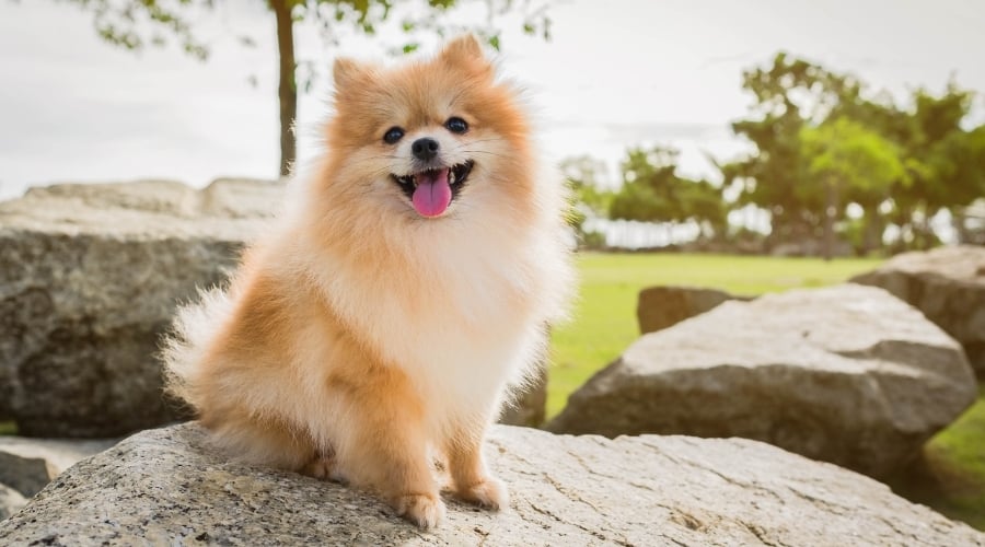 ¿Cuál Es El Mejor Perro De Familia? ¿cuál Es El Mejor Perro De Familia?