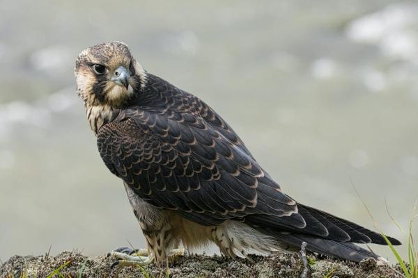 ¿Cuál es el pájaro más rápido del mundo? - Halcón peregrino (Falco peregrinus)
