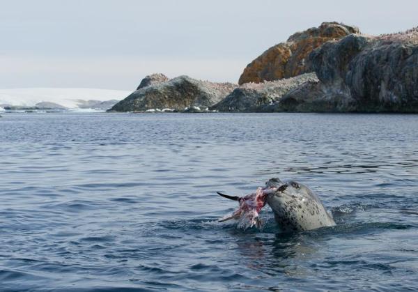 ¿Cuál es la comida favorita de una foca?  - ¿Qué comen las crías de foca?