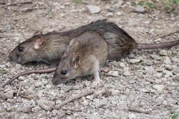 ¿Cuál es la esperanza de vida de las ratas?  - ¿Cuánto tiempo viven las ratas en estado salvaje?