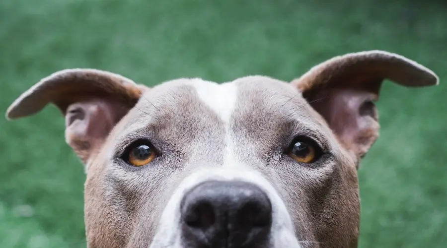 ¿Cuánto Arrojan Los Pitbull Terriers? ¿cuánto Arrojan Los Pitbull Terriers?