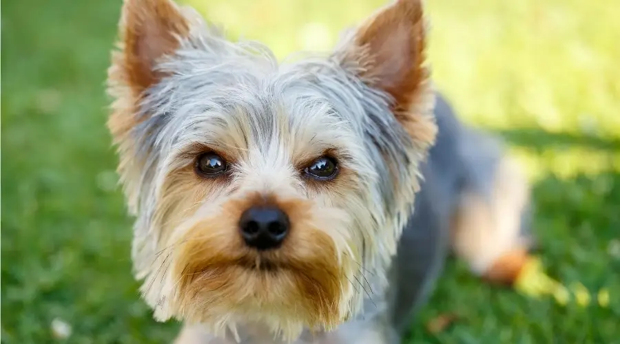 ¿Cuánto Arrojan Los Yorkshire Terriers? ¿cuánto Arrojan Los Yorkshire Terriers?