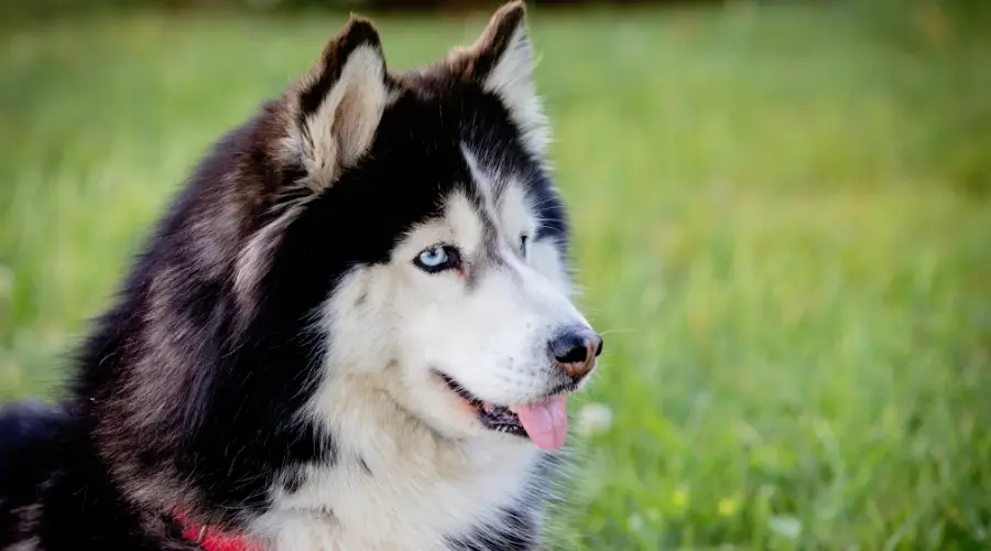 ¿cuánto Arrojan Los Perros Esquimales Siberianos?