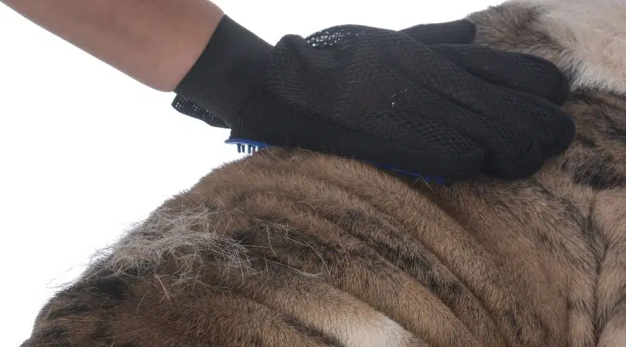 Guante de aseo cepillando el lomo de un Bulldog Inglés