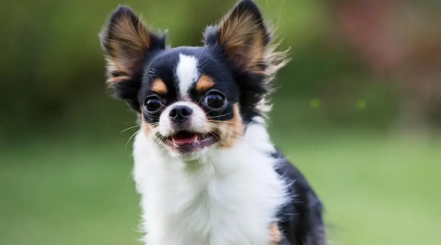 ¿cuánto Mudan Los Chihuahuas?