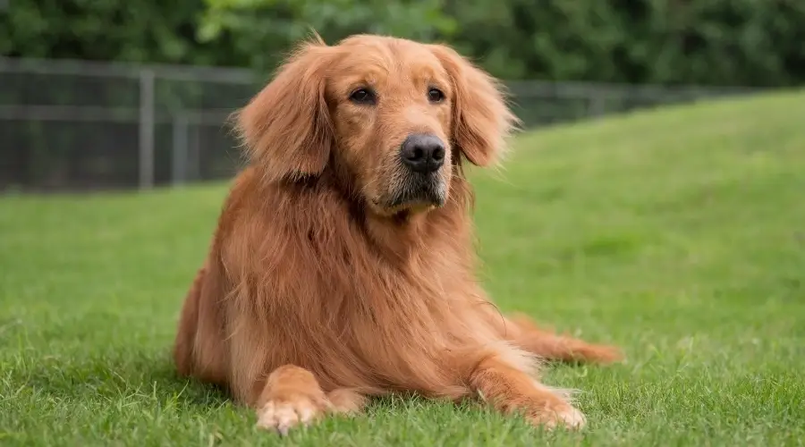 ¿Cuánto Pierden Los Golden Retrievers? ¿cuánto Pierden Los Golden Retrievers?