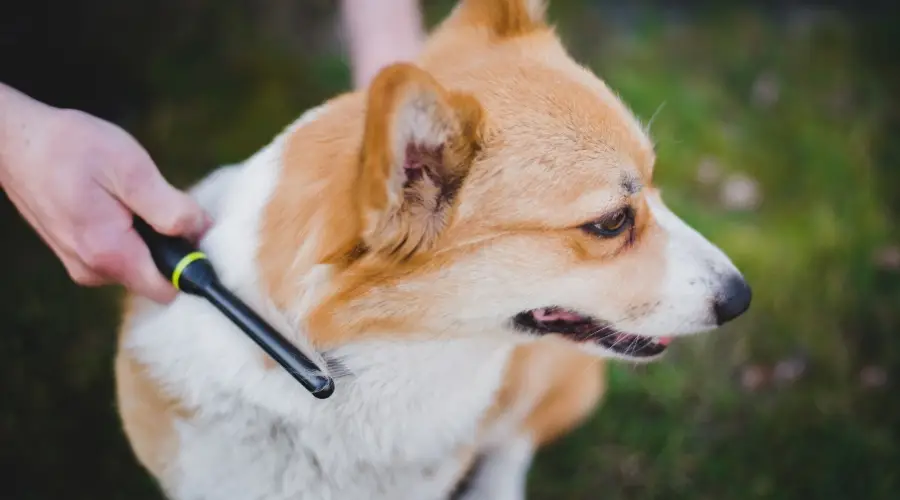 ¿Cuánto Pierden Los Welsh Pembroke Y Cardigan Corgis? ¿cuánto Pierden Los Welsh Pembroke Y Cardigan Corgis?