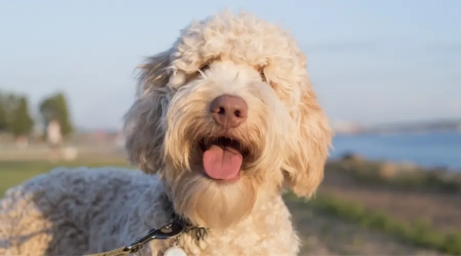 ¿Cuánto Pierden Realmente Los Labradoodles? ¿cuánto Pierden Realmente Los Labradoodles?