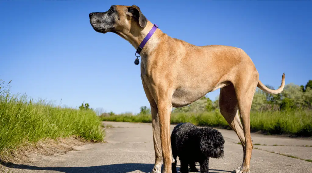 Perrito negro caminando bajo el gran danés