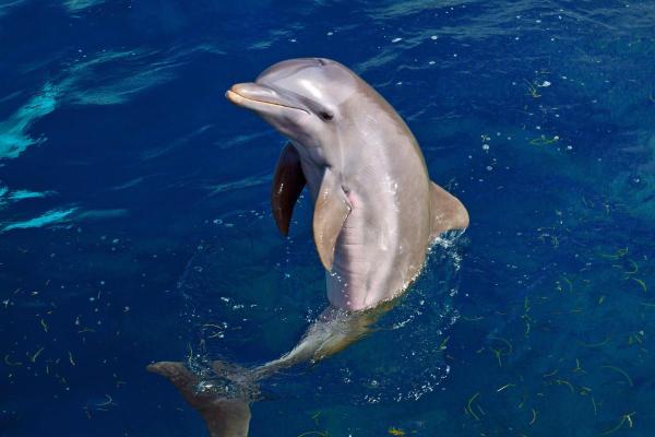 ¿Los delfines tienen pelo o pelaje? - ¿Los delfines tienen escamas?