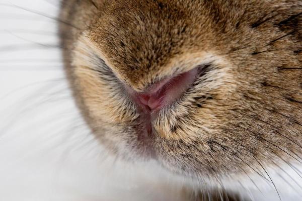 ¿Por qué los conejos mueven la nariz? - 2. Regulación de la respiración y la temperatura.