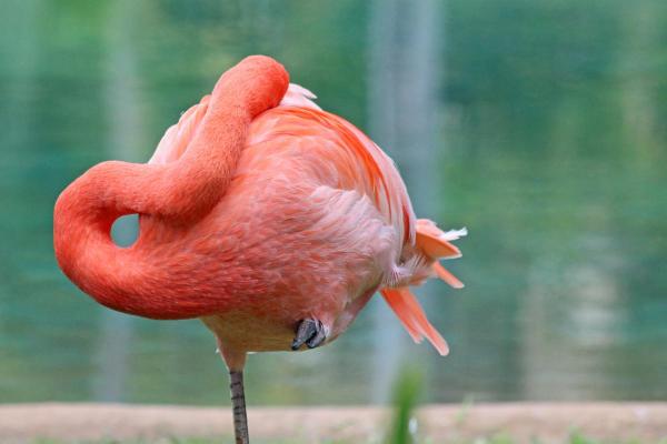¿Por qué los flamencos se paran sobre un pie?  - Termorregulación