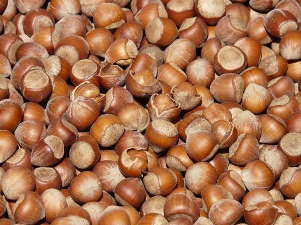 ¿Pueden los perros comer frutos secos de forma segura? - ¿Pueden los perros comer frutos secos?